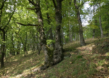Trockene Eichenwälder - © Emanuel Trummer